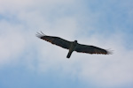 Osprey In Flight